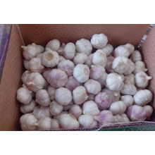 Pack Knoblauch in einer natürlichen Box